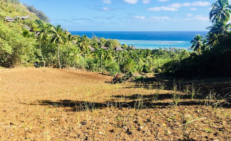 Parcelle en cours de plantation en bord de mer