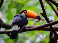 photo de perroquet dans la foret amazonienne bresil