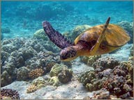 photo de tortues de mer iles caimans