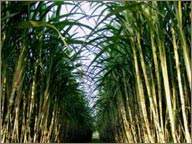 photo de champ de canne de la marque atlantico