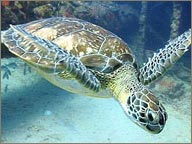 photo de tortue de mer des iles vierges americaines