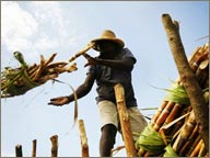 photo de la recolte de la canne a sucre haiti